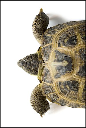 Gros plan de tortue Photographie de stock - Premium Libres de Droits, Code: 640-02768707