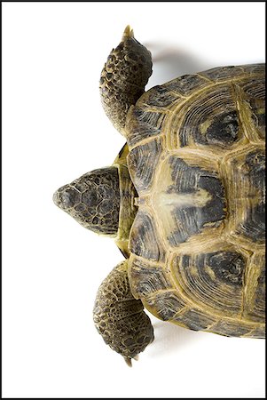 reptile on white - Close-up of tortoise Stock Photo - Premium Royalty-Free, Code: 640-02768707