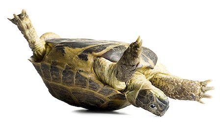 Tortoise falling over Stock Photo - Premium Royalty-Free, Code: 640-02768702