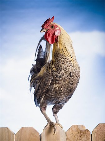 Cock on a fence Stock Photo - Premium Royalty-Free, Code: 640-02768713