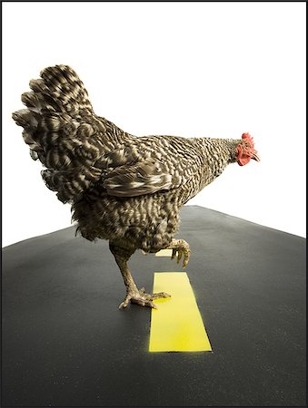 photograph of hen crossing highway - Chicken crossing road Foto de stock - Sin royalties Premium, Código: 640-02768947