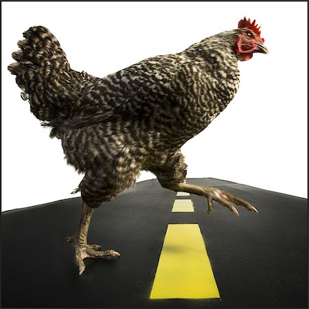 photograph of hen crossing highway - Chicken crossing road Foto de stock - Sin royalties Premium, Código: 640-02768948