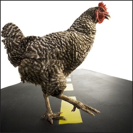 photograph of hen crossing highway - Chicken crossing road Foto de stock - Sin royalties Premium, Código: 640-02768949