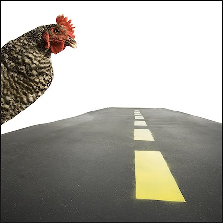 photograph of hen crossing highway - Chicken crossing road Foto de stock - Sin royalties Premium, Código: 640-02768950