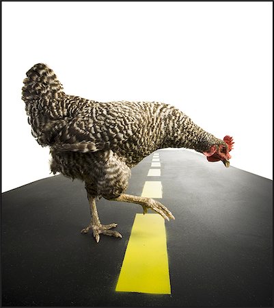 photograph of hen crossing highway - Chicken crossing road Foto de stock - Sin royalties Premium, Código: 640-02768951