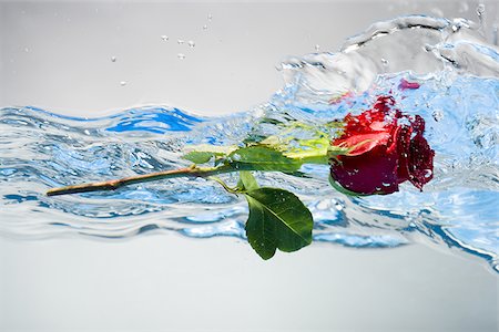 Rote Rose im Wasser schwimmende Stockbilder - Premium RF Lizenzfrei, Bildnummer: 640-02769357