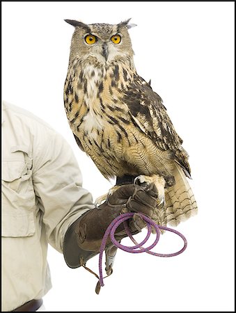 european eagle owl - Animal handler with owl Foto de stock - Sin royalties Premium, Código: 640-02769782