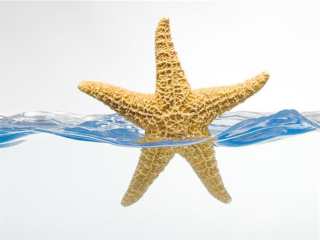 Starfish floating in water Foto de stock - Sin royalties Premium, Código: 640-02769938