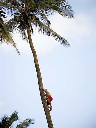 simsearch:640-02773714,k - Man climbing palm tree Fotografie stock - Premium Royalty-Free, Codice: 640-02774124