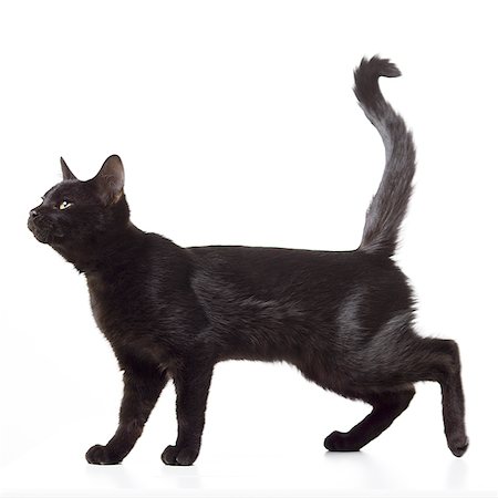 family, isolated, full length - Black kitten Stock Photo - Premium Royalty-Free, Code: 640-02775266