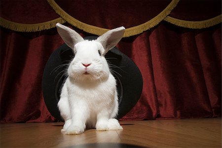 Pulling a rabbit out of a hat. Foto de stock - Royalty Free Premium, Número: 640-02776189