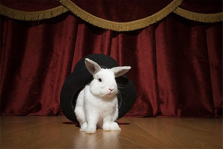 Pulling a rabbit out of a hat. Stock Photo - Premium Royalty-Free, Code: 640-02776190