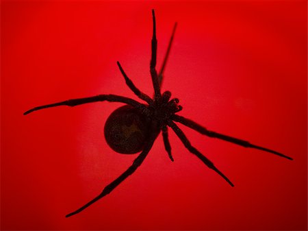 simsearch:640-02770439,k - Black widow spider Foto de stock - Sin royalties Premium, Código: 640-02770436