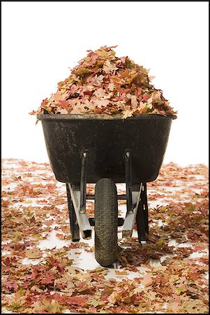 Wheelbarrow with fallen leaves Stock Photo - Premium Royalty-Free, Code: 640-02770441