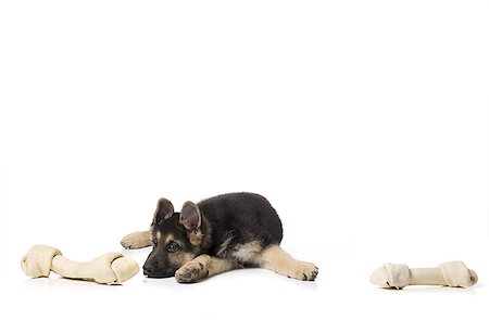 perro guardián - German shepherd puppy lying down Foto de stock - Sin royalties Premium, Código: 640-02771233