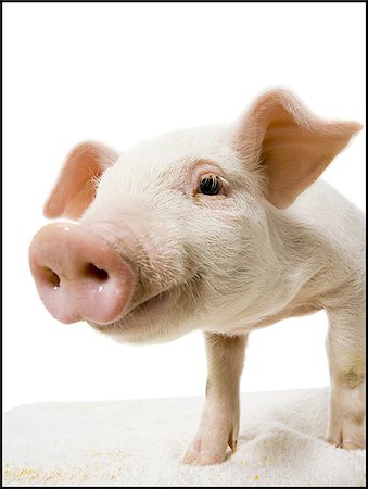 suidae - Pig face and snout close up Stock Photo - Premium Royalty-Free, Code: 640-02772248