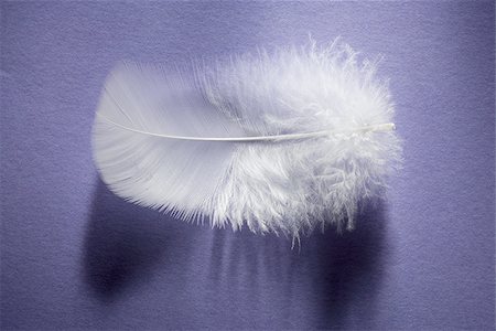 feather - Feather Stock Photo - Premium Royalty-Free, Code: 640-02773714