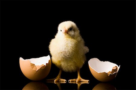 chick hatching from an egg Foto de stock - Sin royalties Premium, Código: 640-02947537