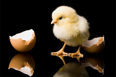 chick hatching from an egg Foto de stock - Sin royalties Premium, Código: 640-02947538