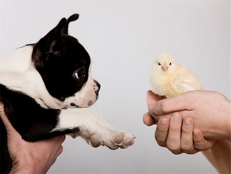 dog black and white photo - dog and a chick Stock Photo - Premium Royalty-Free, Code: 640-02949647