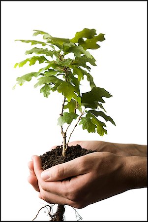 sapling - tree in the palm of a hand Stock Photo - Premium Royalty-Free, Code: 640-02950265