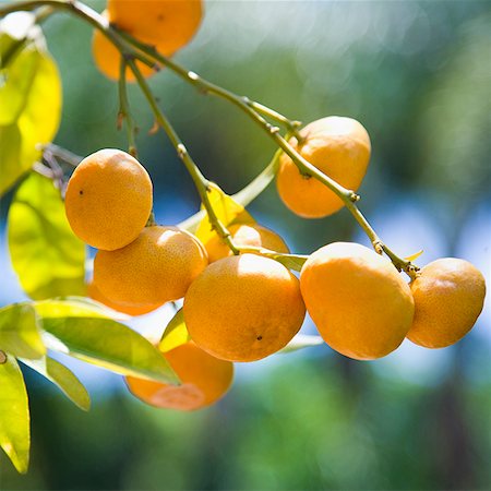 oranges on a tree branch Fotografie stock - Premium Royalty-Free, Codice: 640-02951948