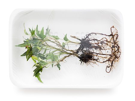 simsearch:640-02952327,k - uprooted plant in supermarket packaging Stock Photo - Premium Royalty-Free, Code: 640-02952290