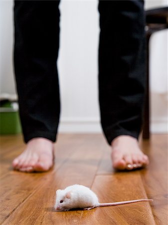 white mouse on the floor with human legs standing behind it Stock Photo - Premium Royalty-Free, Code: 640-02953209