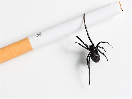 deadly - black widow spider crawling on a cigarette Stock Photo - Premium Royalty-Free, Code: 640-02953306