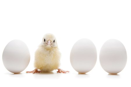 eggs chicken - Cute Stock Photo - Premium Royalty-Free, Code: 640-03255521