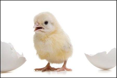 Poulet avec des coquilles d'oeufs Photographie de stock - Premium Libres de Droits, Code: 640-03255522