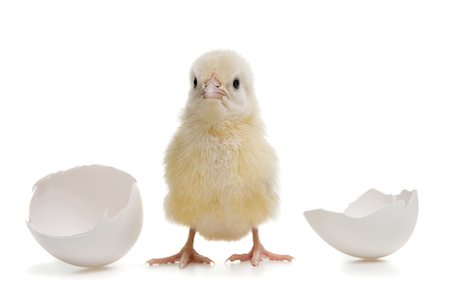 Chick with egg  shells Fotografie stock - Premium Royalty-Free, Codice: 640-03255523