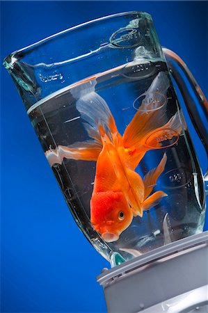 Goldfish in blender with water Foto de stock - Sin royalties Premium, Código: 640-03255929