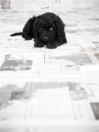 potty - Portuguese Water Dog puppy lying in a room covered in newspaper Stock Photo - Premium Royalty-Free, Code: 640-03256398