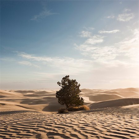 desert endurance - USA, Utah, Little Sahara, tree on desert Stock Photo - Premium Royalty-Free, Code: 640-03257075