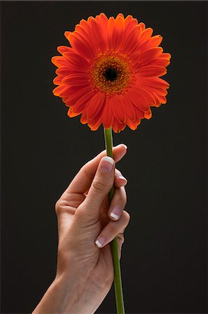 simsearch:640-03257126,k - Young woman's hand holding flower Fotografie stock - Premium Royalty-Free, Codice: 640-03257114