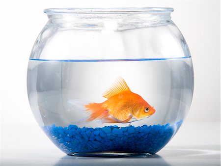 Studio shot of goldfish in a bowl Stock Photo - Premium Royalty-Free, Code: 640-03257386