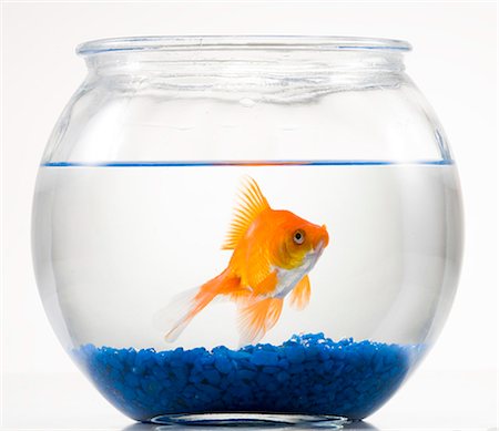 pecera - Goldfish in a bowl Foto de stock - Sin royalties Premium, Código: 640-03257387