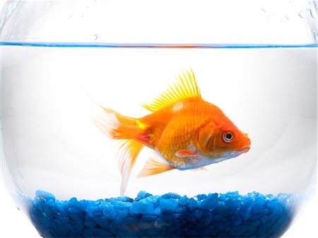 pecera - Goldfish in a bowl Foto de stock - Sin royalties Premium, Código: 640-03257388