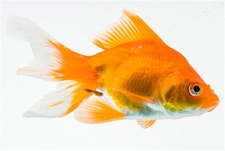 sad fish - Goldfish on white background Stock Photo - Premium Royalty-Free, Code: 640-03257380