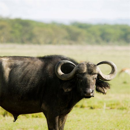 Water Buffalo, Africa Foto de stock - Sin royalties Premium, Código: 640-03257689