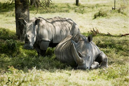 shade - Rhinoceroses resting under a tree Foto de stock - Sin royalties Premium, Código: 640-03257694