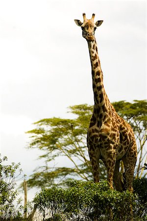 Girafe au Kenya, Afrique Photographie de stock - Premium Libres de Droits, Code: 640-03257701