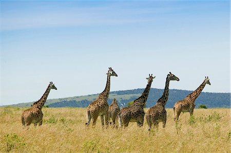 Herde von Giraffen, Afrika Stockbilder - Premium RF Lizenzfrei, Bildnummer: 640-03257714