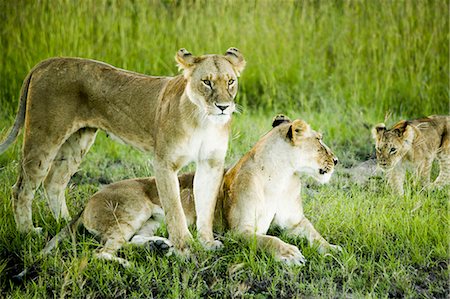 female lion lying down - Lion family in Kenya, Africa Stock Photo - Premium Royalty-Free, Code: 640-03257728