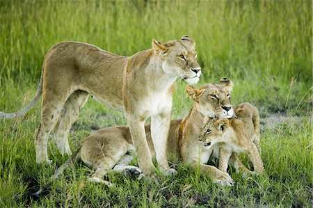 female lion lying down - Lion family in Kenya, Africa Stock Photo - Premium Royalty-Free, Code: 640-03257729