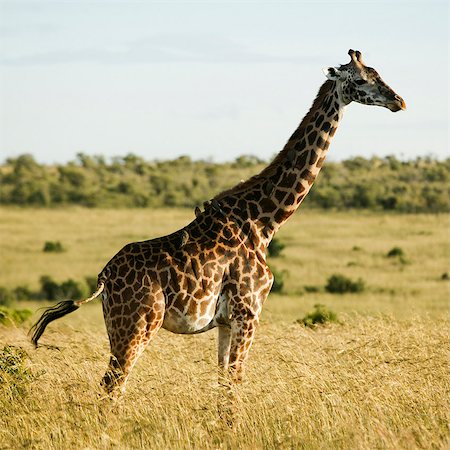 Girafe au Kenya, Afrique Photographie de stock - Premium Libres de Droits, Code: 640-03257722