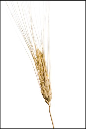 Strand of wheat Stock Photo - Premium Royalty-Free, Code: 640-03258153