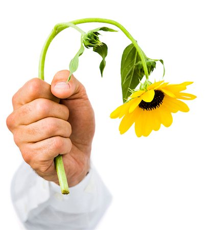 flower dying - Hand holding sunflower Stock Photo - Premium Royalty-Free, Code: 640-03259037