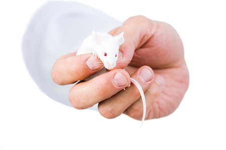 ratón - Hand holding mouse Foto de stock - Sin royalties Premium, Código: 640-03259039